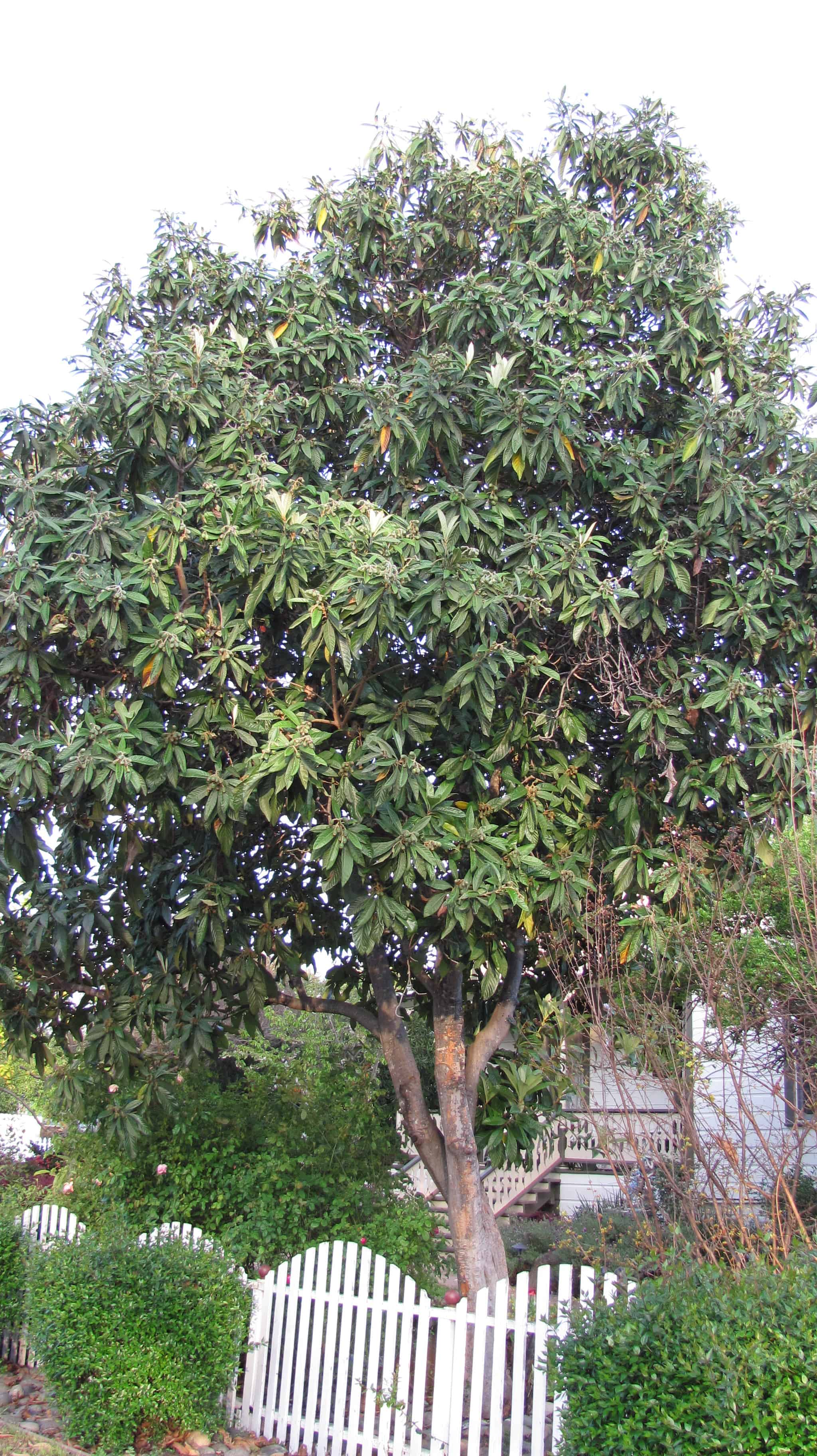 Loquat Tree Eriobotrya Japonica   GardenCrafters