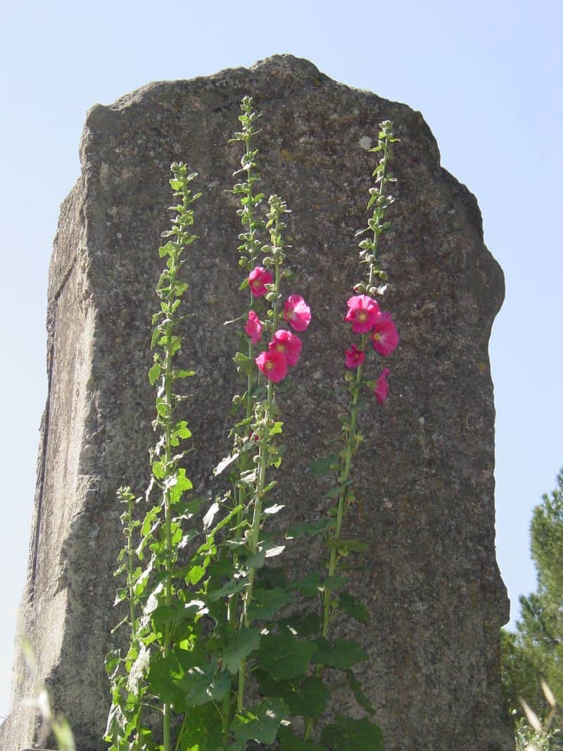 Hollyhocks seem to have disappeared from gardens and it's a shame.