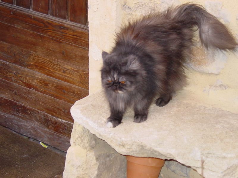 Guard kitty, not quite sure of me, but with a little petting he came around.