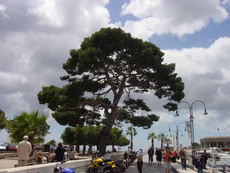 Stone Pines are found in the gardens and surrounding landscape of Southern France, Italy, Spain, Portugal and many other Mediterranean countries.