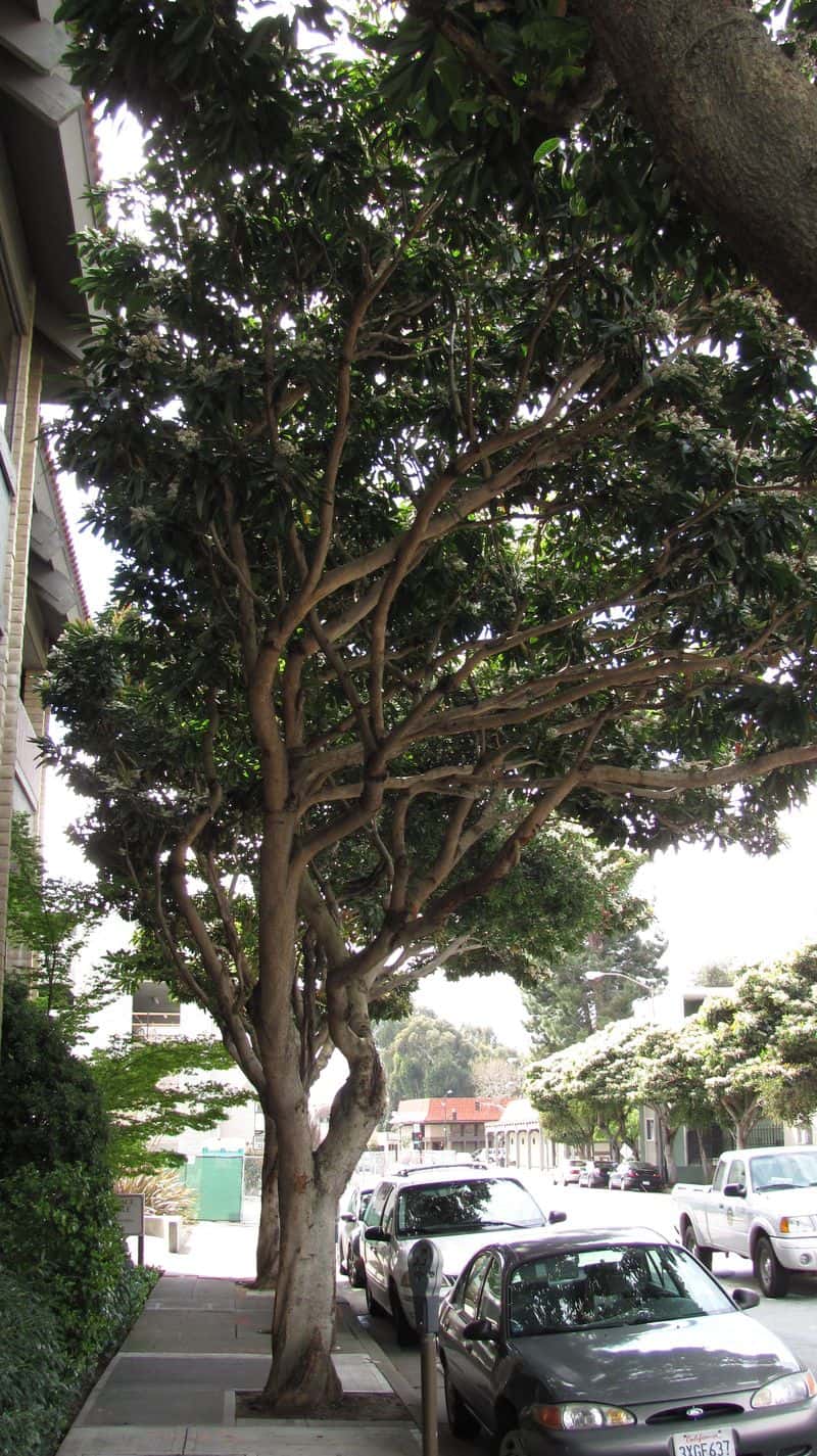 It has beautiful branching structure and is usually multi-trunked.