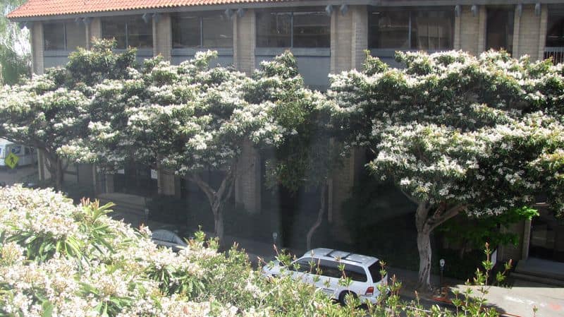 The white flowers in the spring are beautiful and have a slightly sweet fragrance.