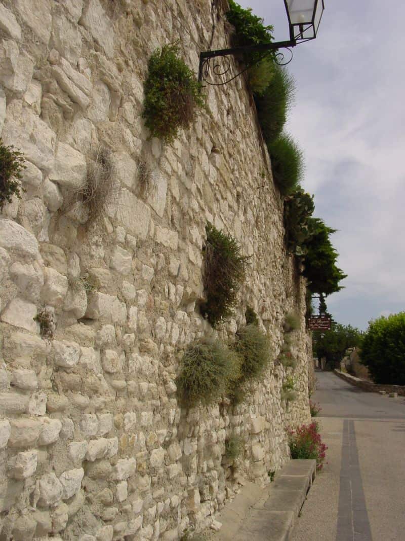  I don't know if these plants were placed into this wall or if they took root over time.