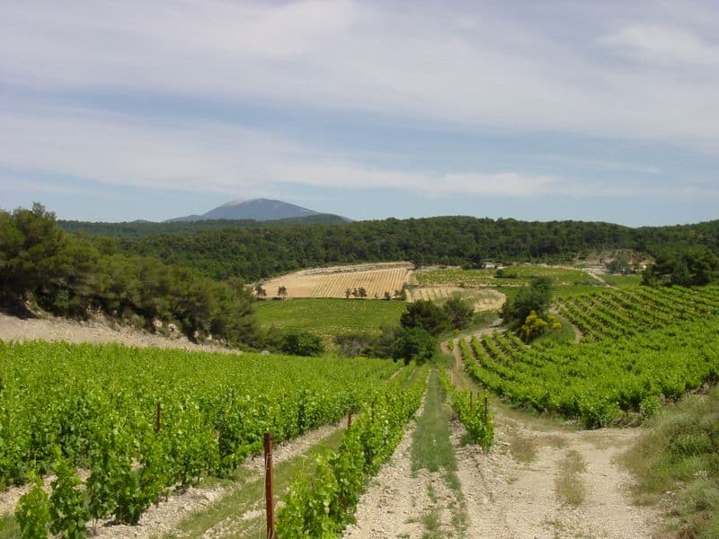  Grape Vineyards are planted throughout Provence.
