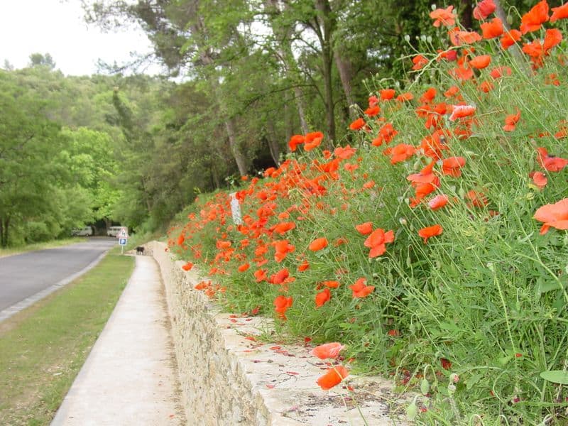 These gorgeous red poppies aren't as plentiful in Provence as Italy or Spain but they are stunning.