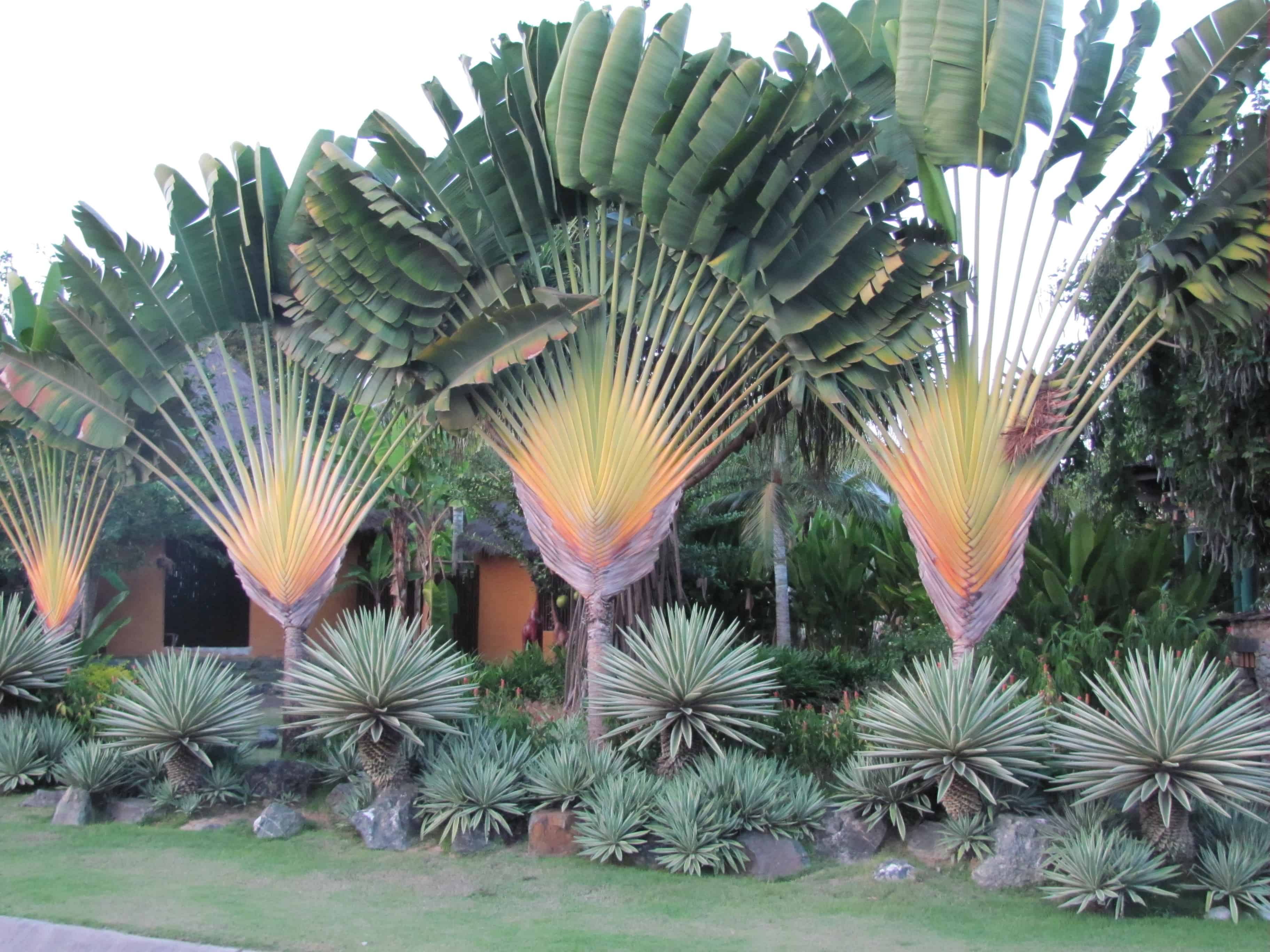 Ravenala madagascariensis, Traveler's Palm. - GardenCrafters