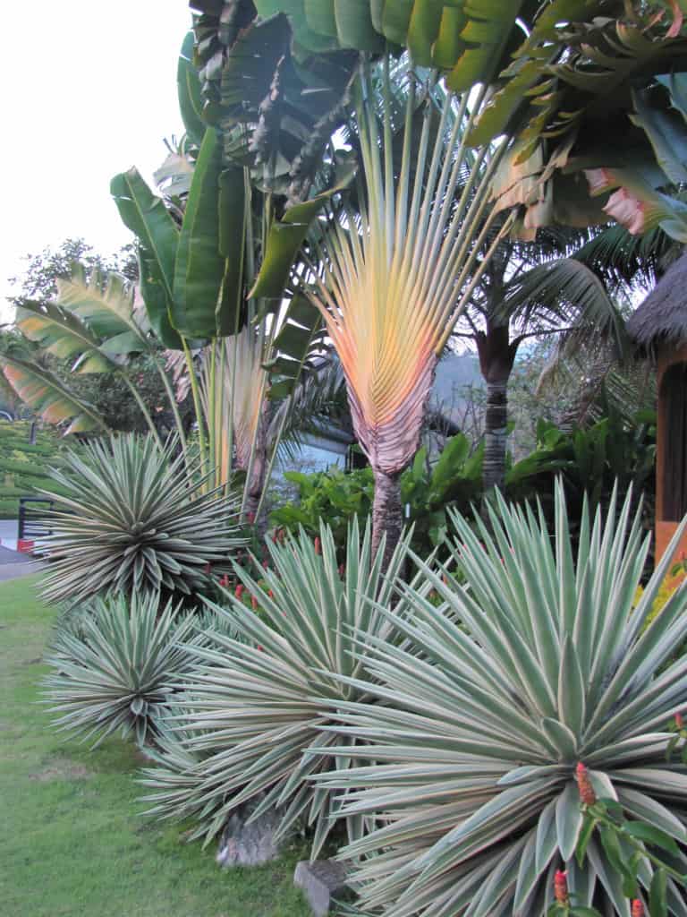 Another photo of the plantings along the front of the garden.