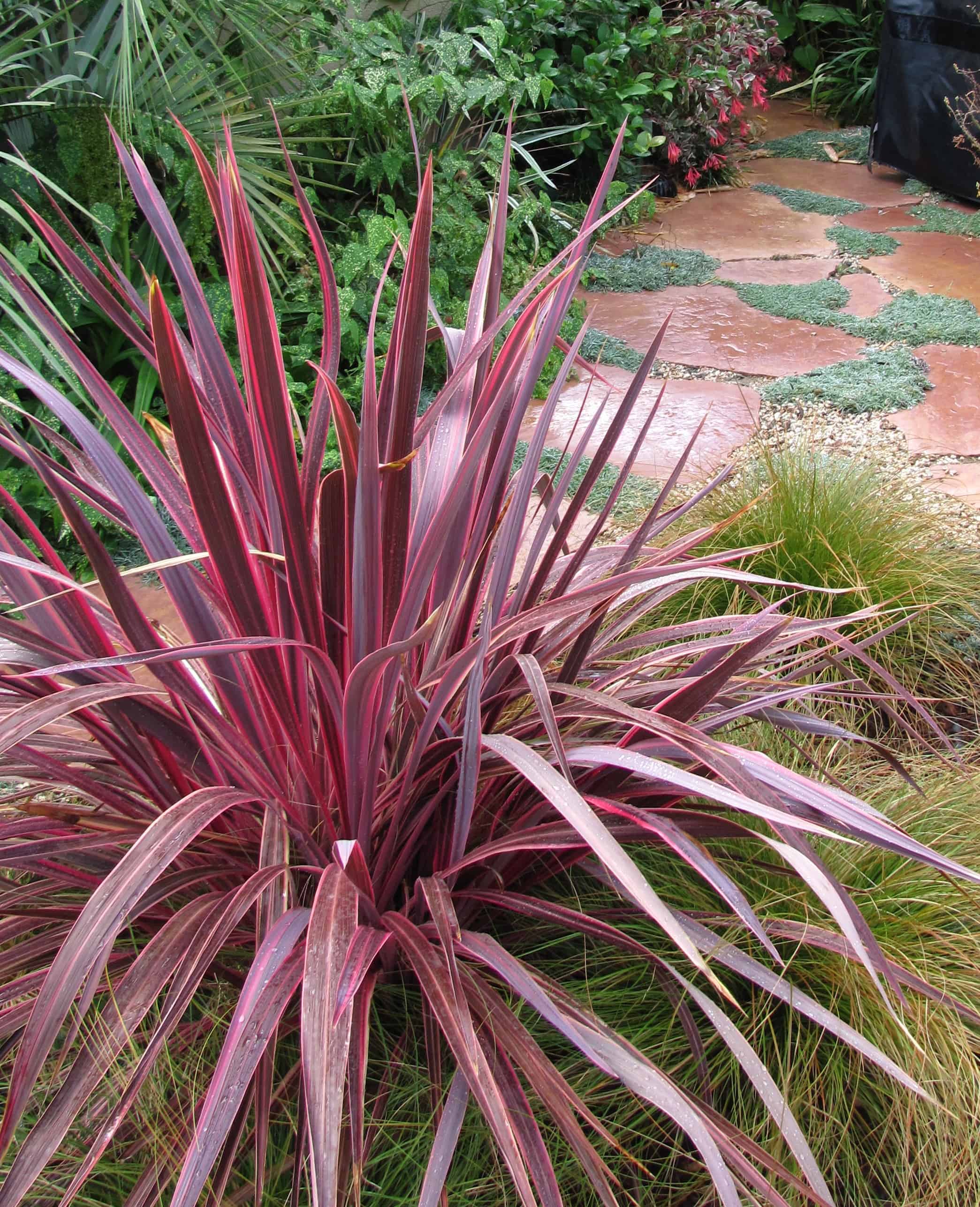 fargesia murielae 'eala' Fargesia murielae