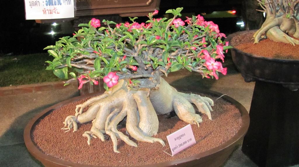 Adenium obesum, Desert Rose. - GardenCrafters