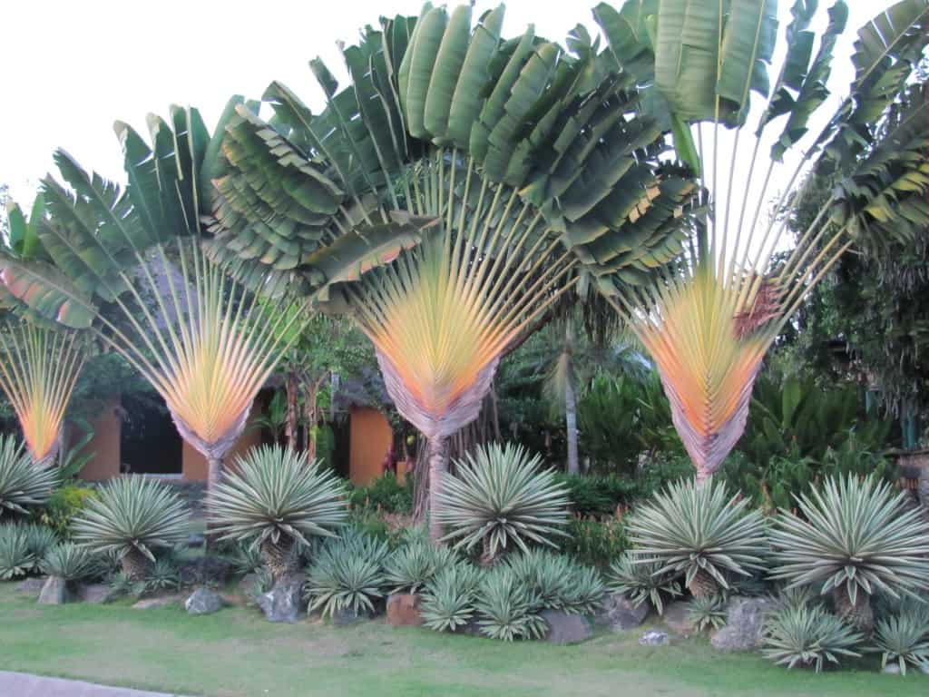 do traveller palms have invasive roots